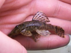 Ancistrus sp. `CUCUTA` - Click for species data page